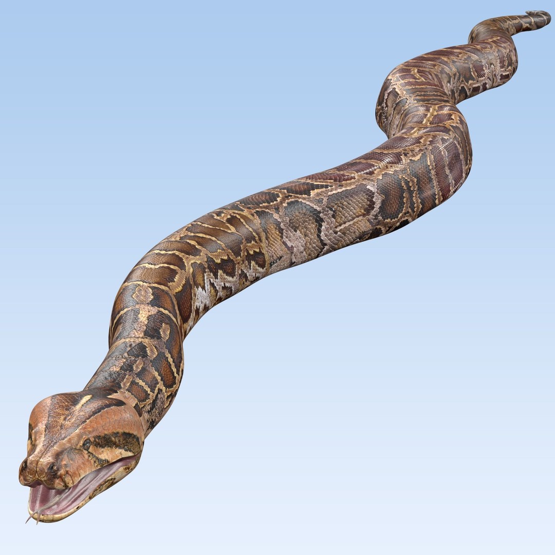Burmese Python 3D Model – Rigged PBR Asset, Blender, FBX, OBJ - View 5