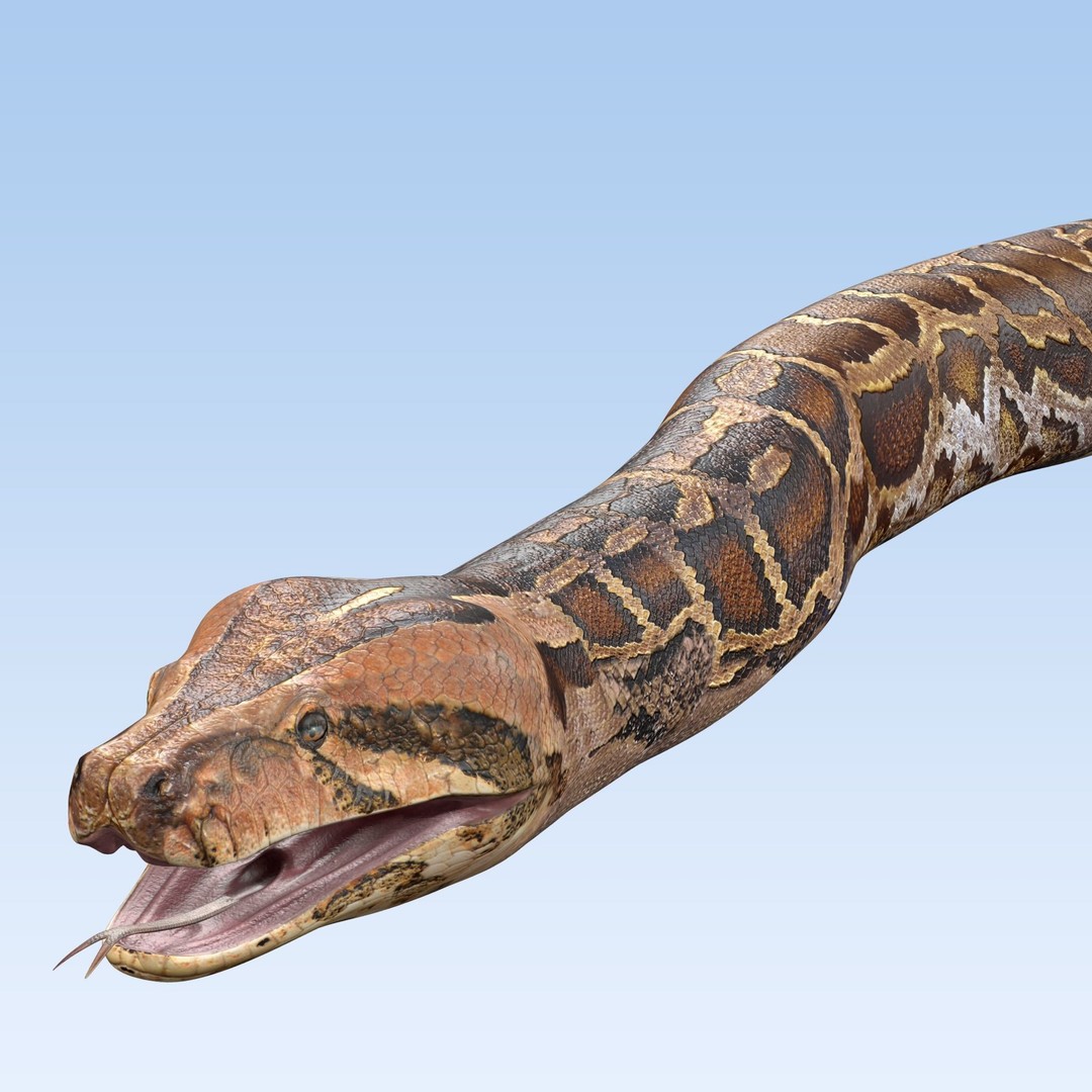 Burmese Python 3D Model – Rigged PBR Asset, Blender, FBX, OBJ - View 6