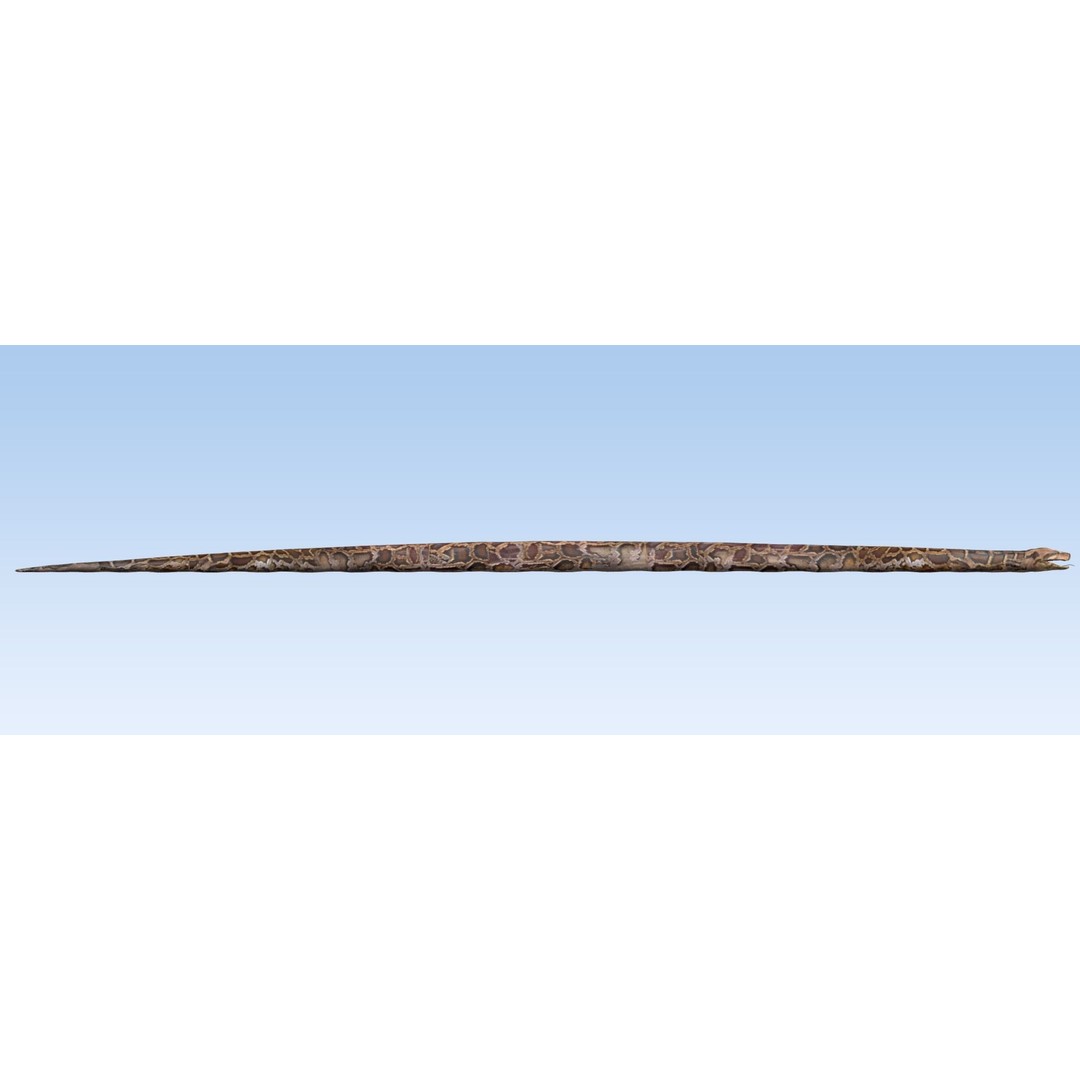 Burmese Python 3D Model – Rigged PBR Asset, Blender, FBX, OBJ - View 7