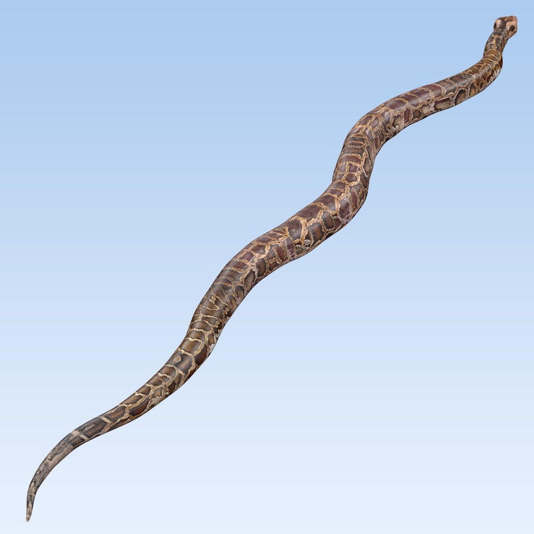 Burmese Python 3D Model – Rigged PBR Asset, Blender, FBX, OBJ - View 8