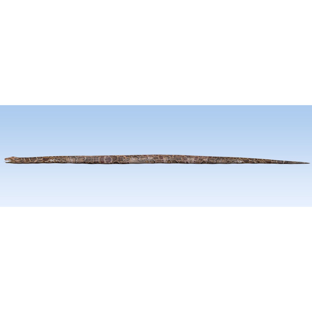 Burmese Python 3D Model – Rigged PBR Asset, Blender, FBX, OBJ - View 9