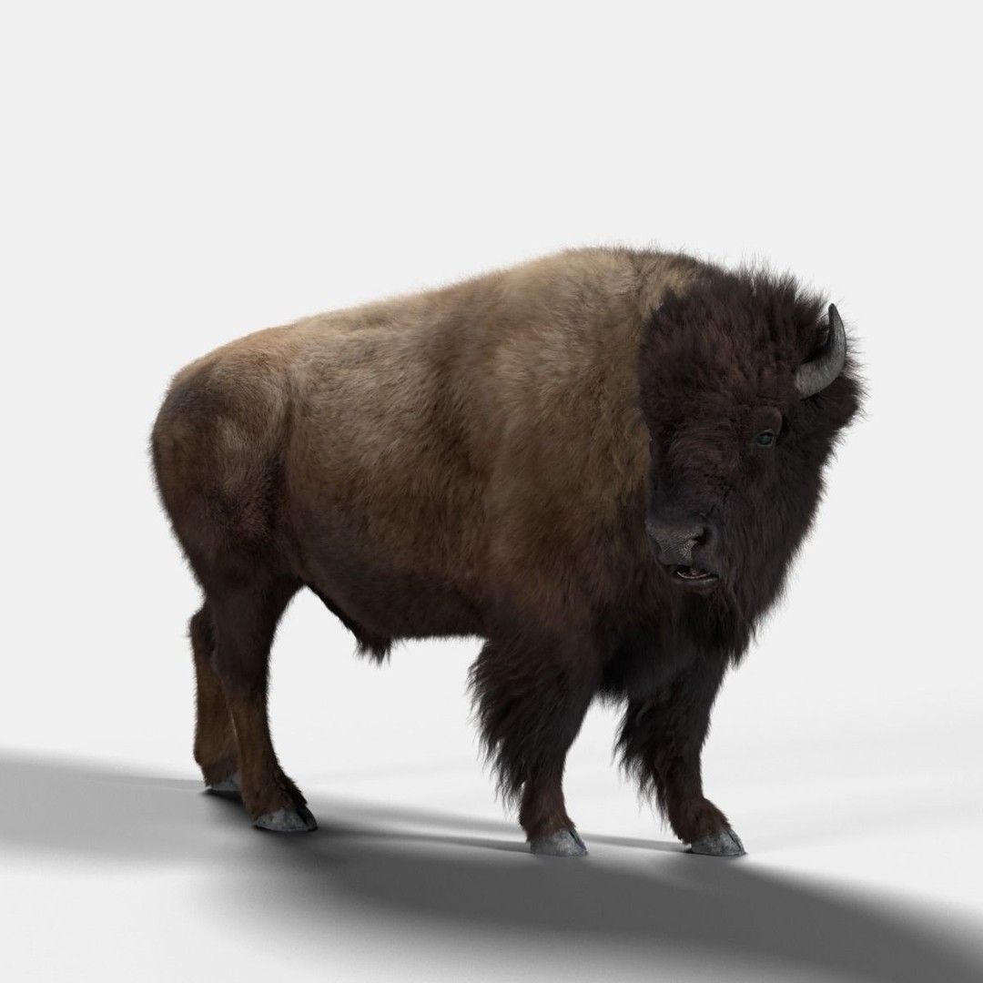 Bison Male Animated 3D Model – High Poly Rigged Character with PBR Textures - View 3