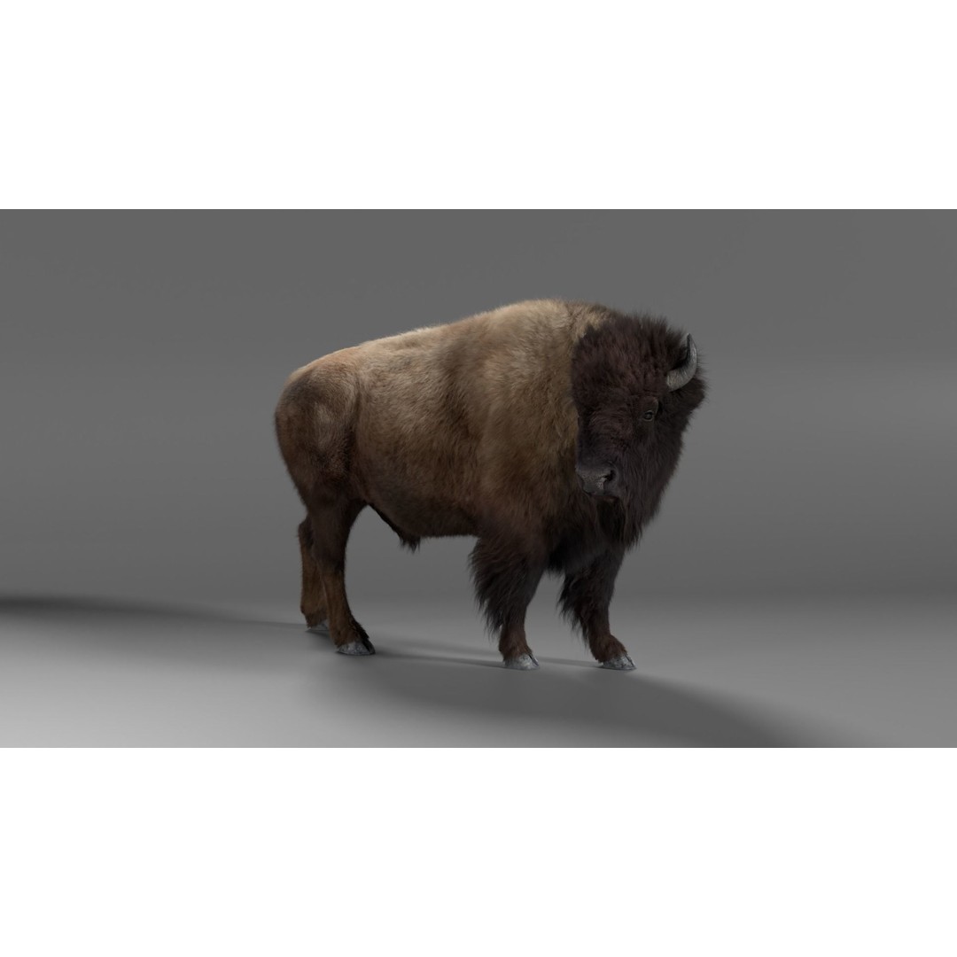 Bison Male Animated 3D Model – High Poly Rigged Character with PBR Textures - View 6