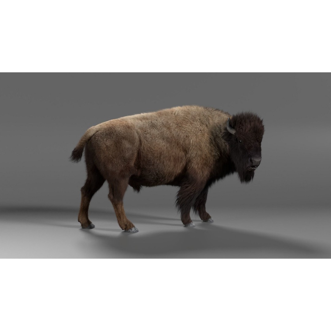 Bison Male Animated 3D Model – High Poly Rigged Character with PBR Textures - View 7