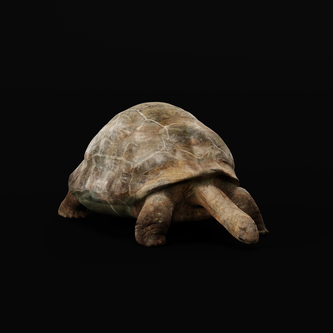 Galapagos Giant Tortoise 3D Model – Low Poly Game Ready, FBX, OBJ