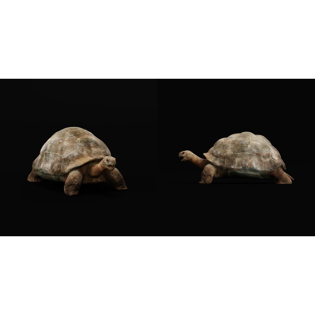 Galapagos Giant Tortoise 3D Model – Low Poly Game Ready, FBX, OBJ - View 14