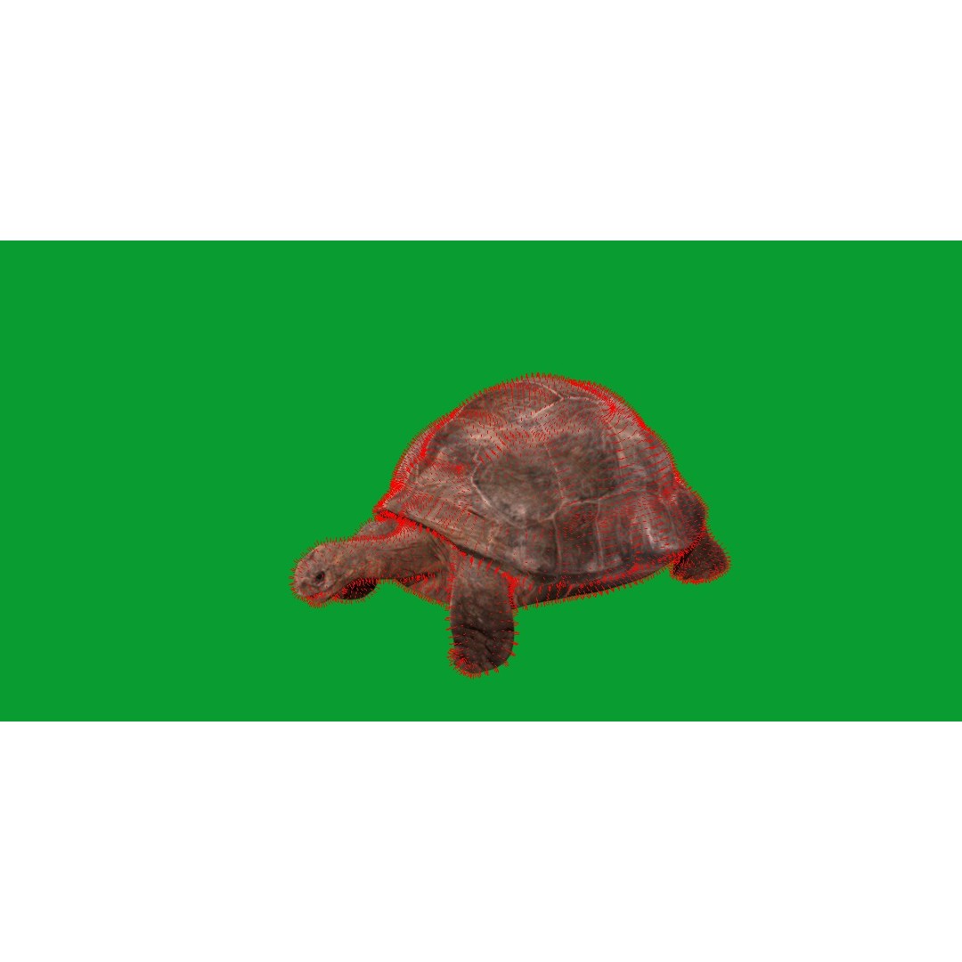 Galapagos Giant Tortoise 3D Model – Low Poly Game Ready, FBX, OBJ - View 16