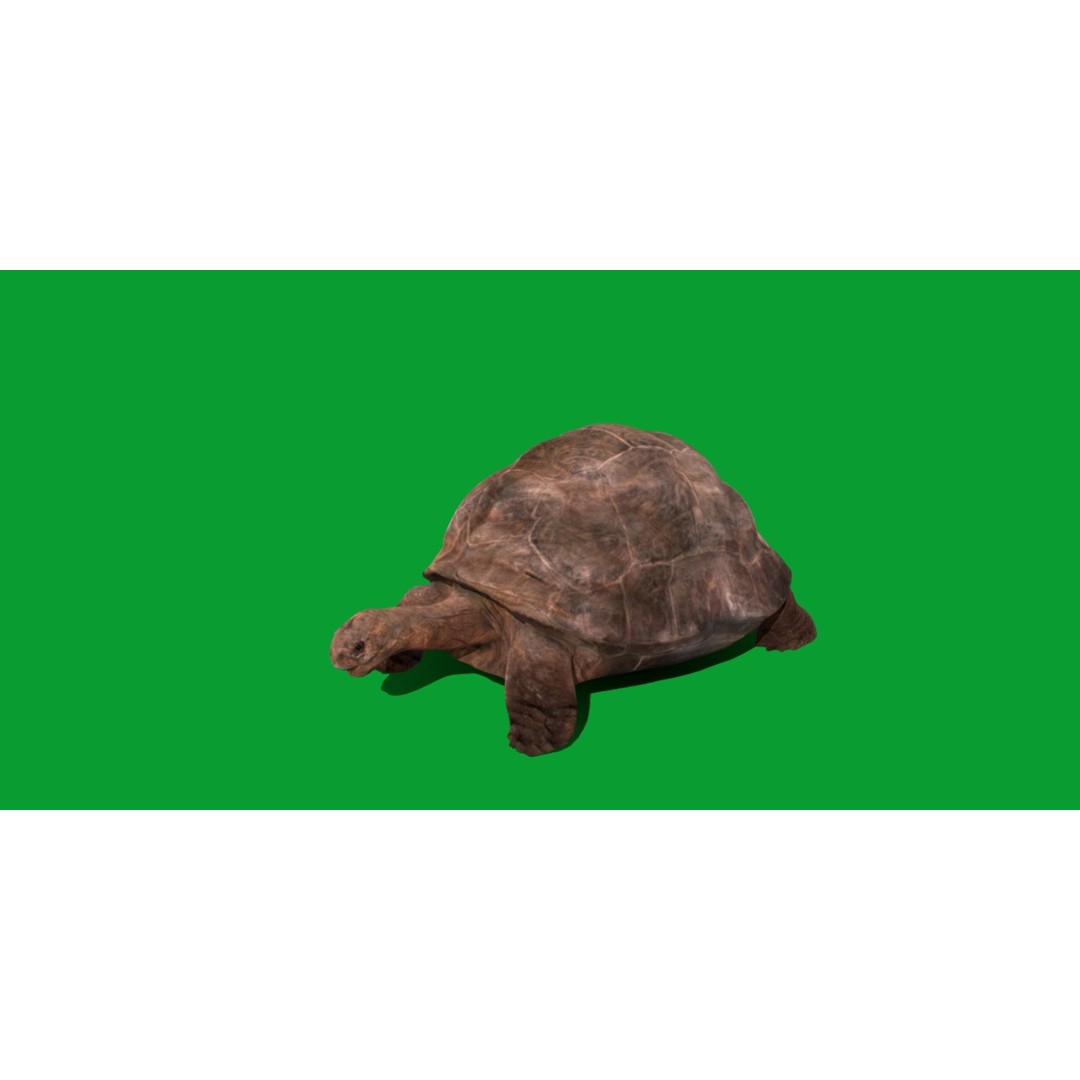 Galapagos Giant Tortoise 3D Model – Low Poly Game Ready, FBX, OBJ - View 17