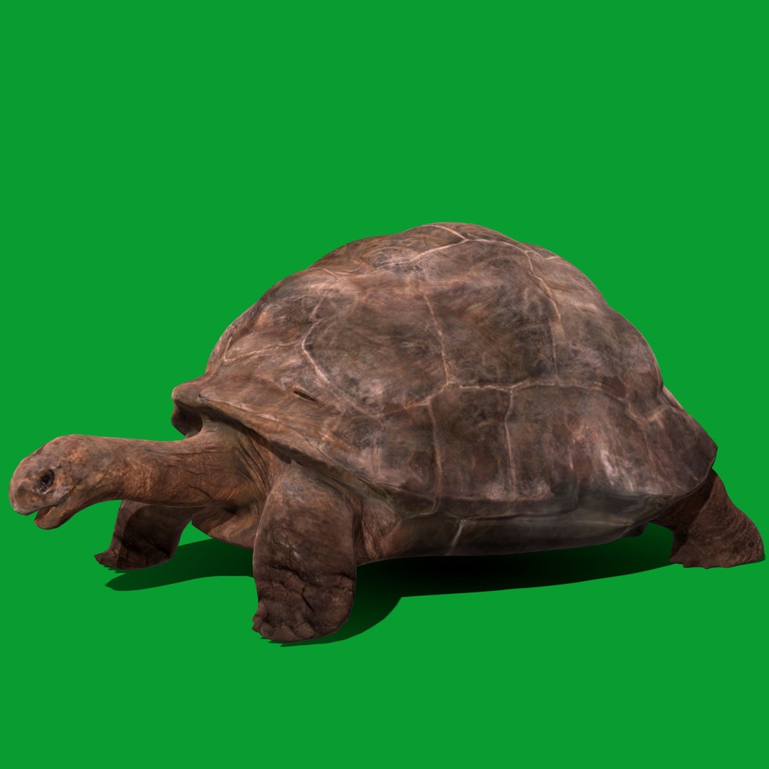 Galapagos Giant Tortoise 3D Model – Low Poly Game Ready, FBX, OBJ - View 20