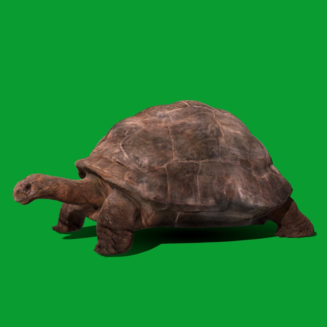 Galapagos Giant Tortoise 3D Model – Low Poly Game Ready, FBX, OBJ - View 21