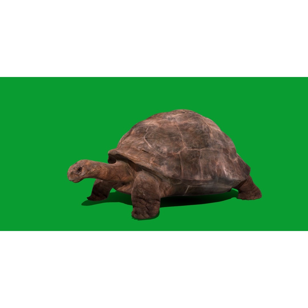 Galapagos Giant Tortoise 3D Model – Low Poly Game Ready, FBX, OBJ - View 22