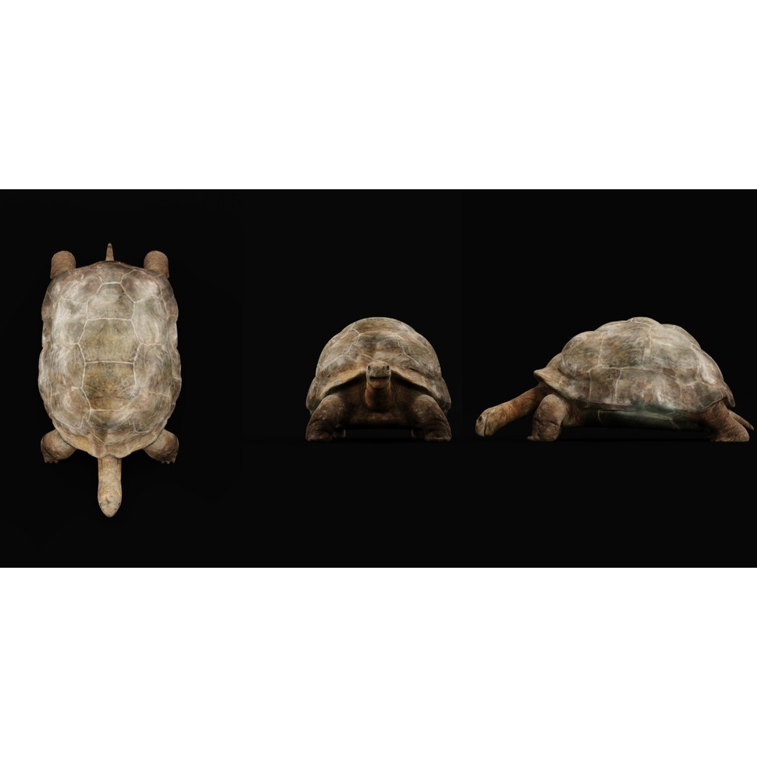 Galapagos Giant Tortoise 3D Model – Low Poly Game Ready, FBX, OBJ - View 25