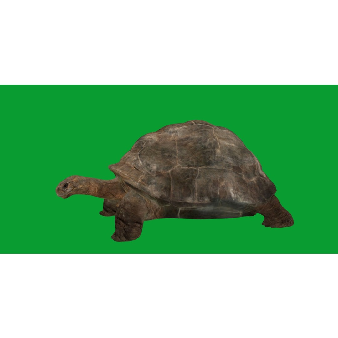 Galapagos Giant Tortoise 3D Model – Low Poly Game Ready, FBX, OBJ - View 26