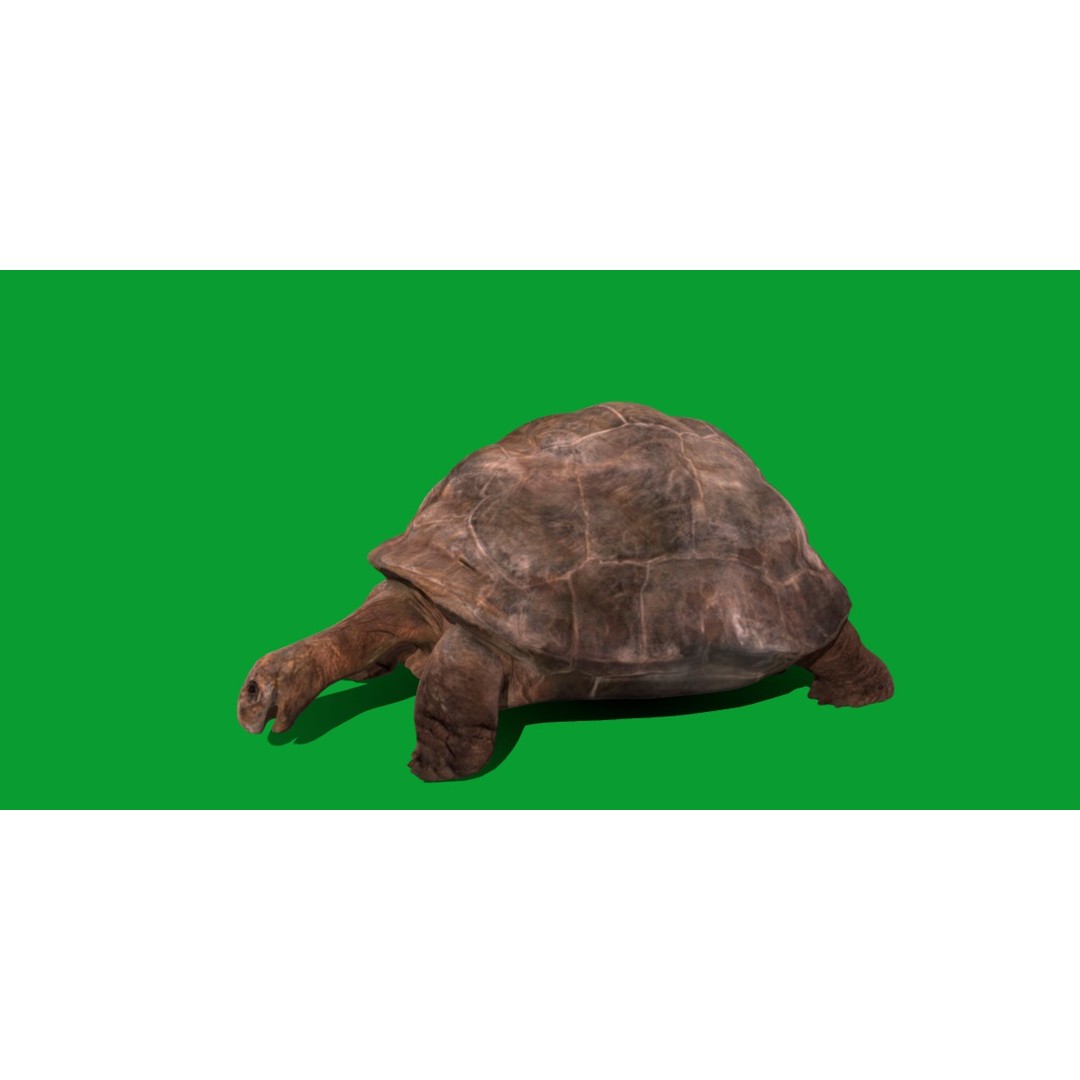 Galapagos Giant Tortoise 3D Model – Low Poly Game Ready, FBX, OBJ - View 27