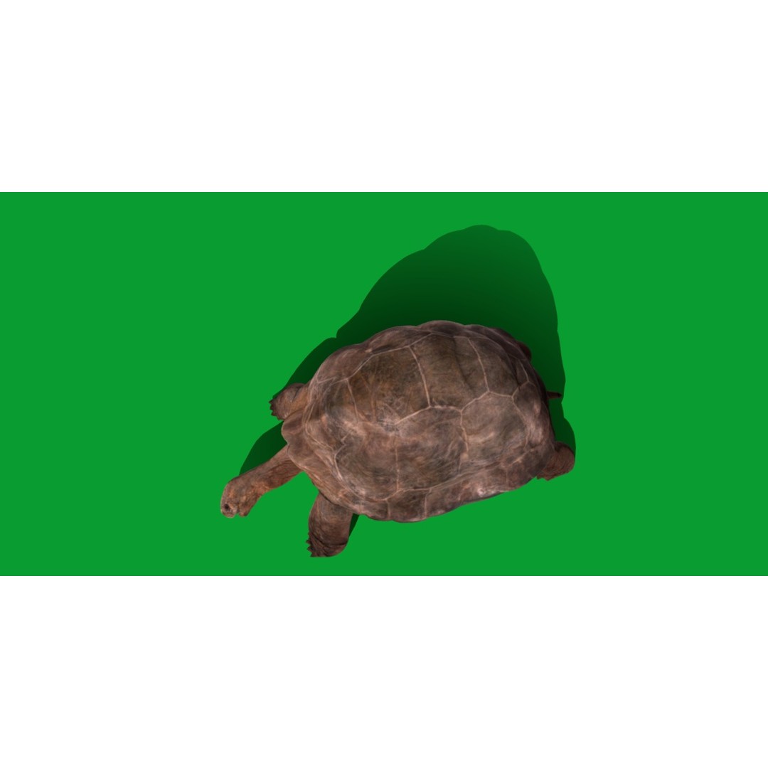 Galapagos Giant Tortoise 3D Model – Low Poly Game Ready, FBX, OBJ - View 28