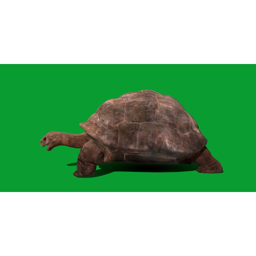 Galapagos Giant Tortoise 3D Model – Low Poly Game Ready, FBX, OBJ - View 3
