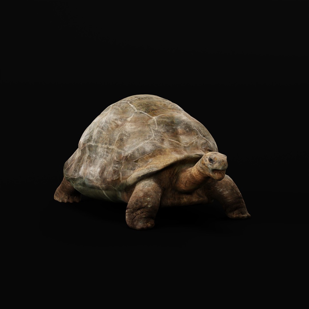Galapagos Giant Tortoise 3D Model – Low Poly Game Ready, FBX, OBJ - View 30