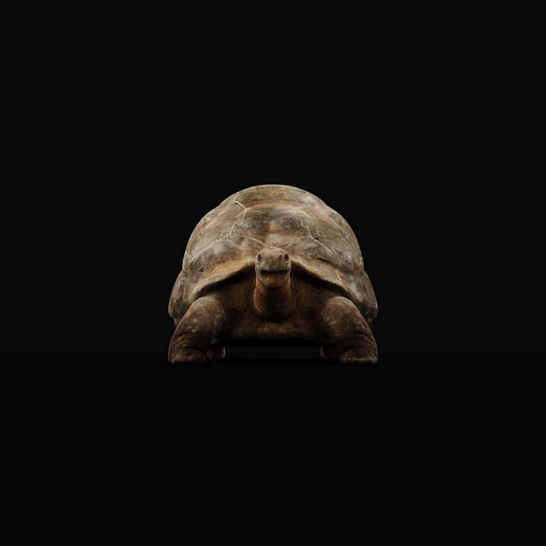 Galapagos Giant Tortoise 3D Model – Low Poly Game Ready, FBX, OBJ - View 31