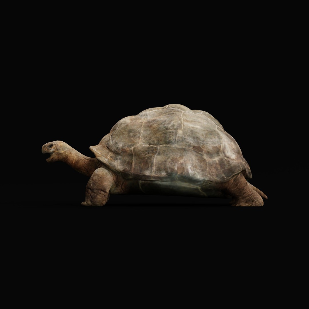 Galapagos Giant Tortoise 3D Model – Low Poly Game Ready, FBX, OBJ - View 32