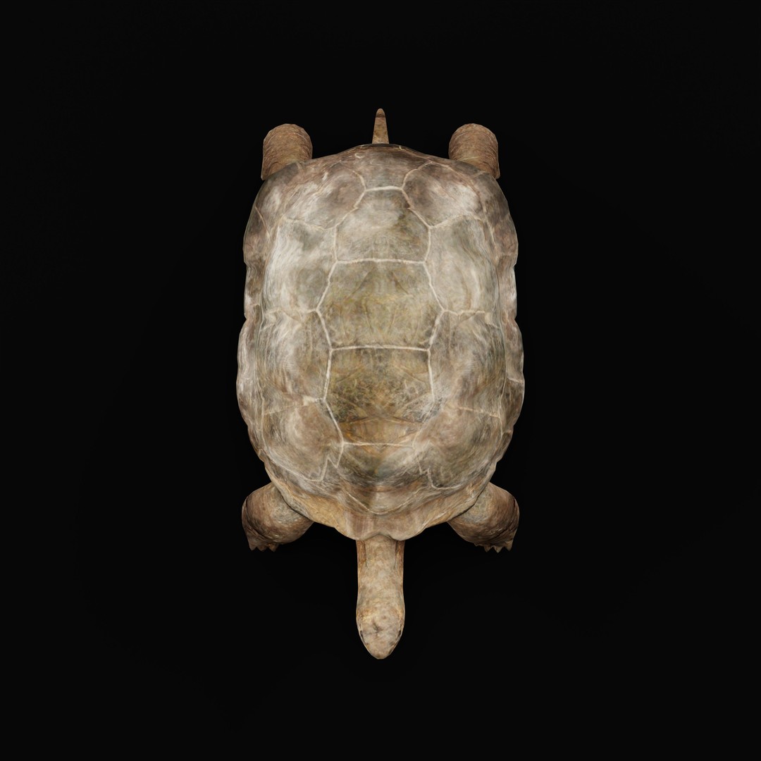 Galapagos Giant Tortoise 3D Model – Low Poly Game Ready, FBX, OBJ - View 33