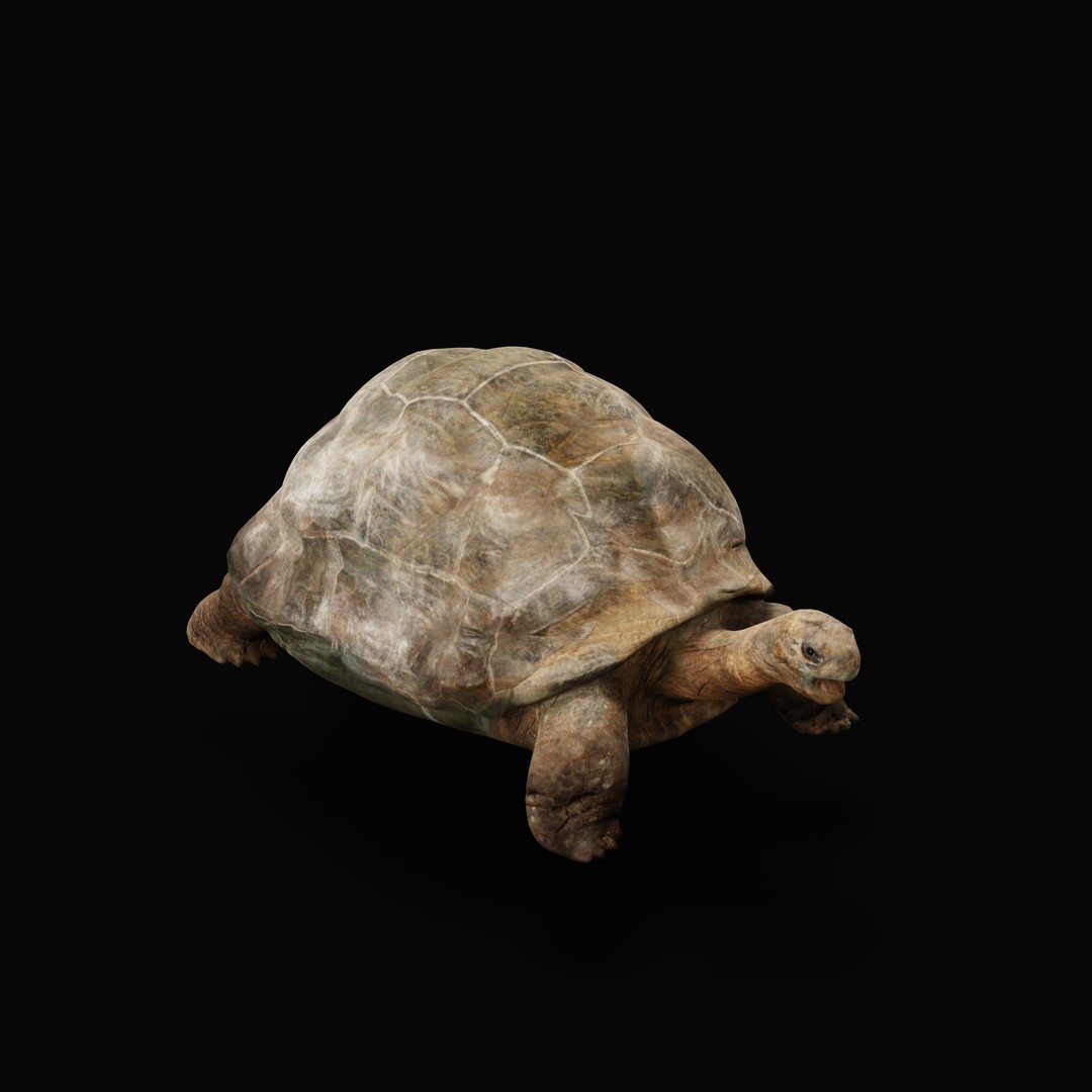 Galapagos Giant Tortoise 3D Model – Low Poly Game Ready, FBX, OBJ - View 34