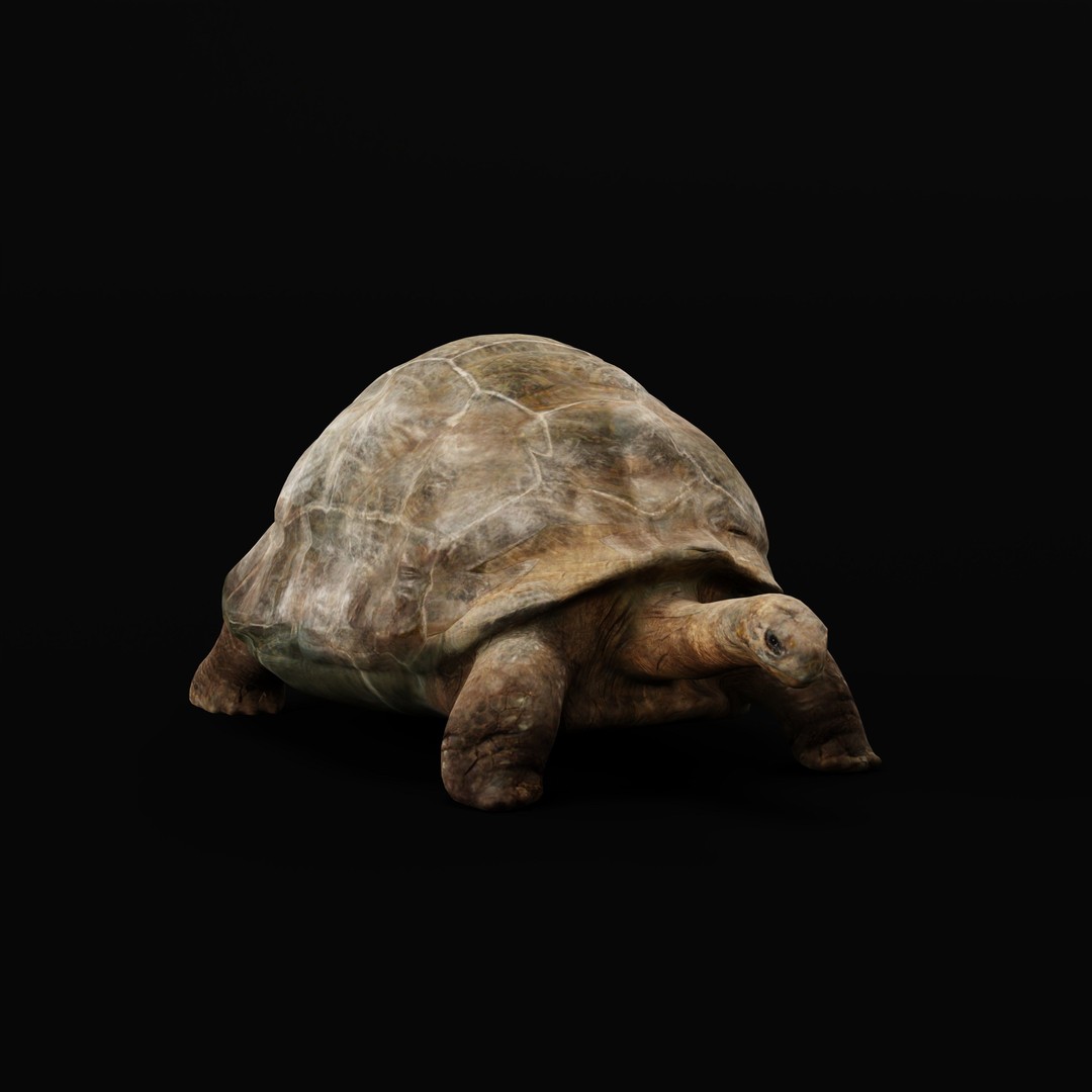 Galapagos Giant Tortoise 3D Model – Low Poly Game Ready, FBX, OBJ - View 35
