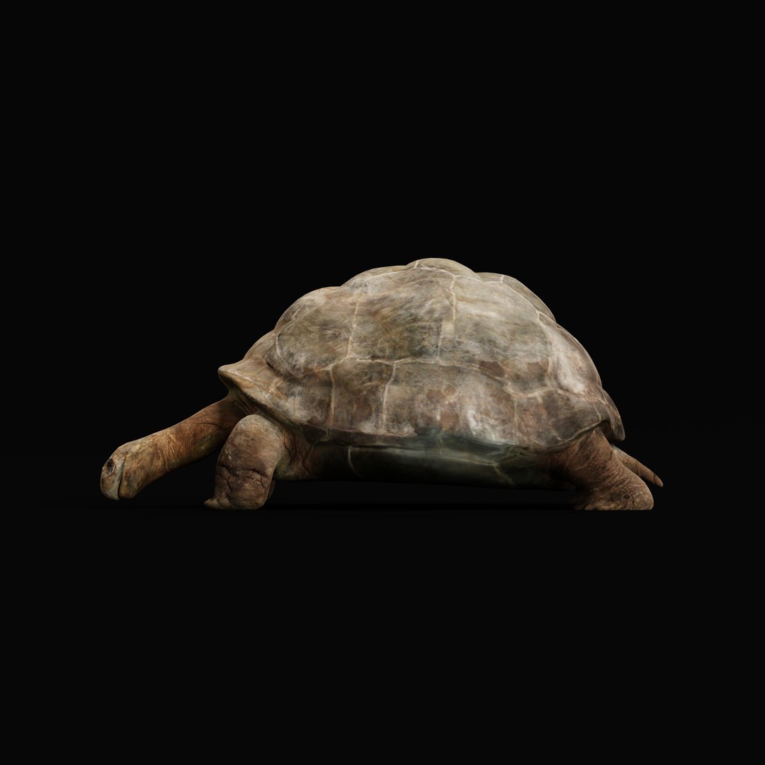 Galapagos Giant Tortoise 3D Model – Low Poly Game Ready, FBX, OBJ - View 36