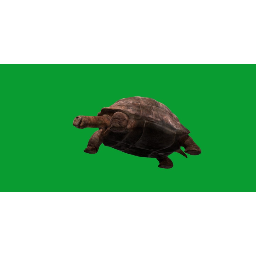 Galapagos Giant Tortoise 3D Model – Low Poly Game Ready, FBX, OBJ - View 4