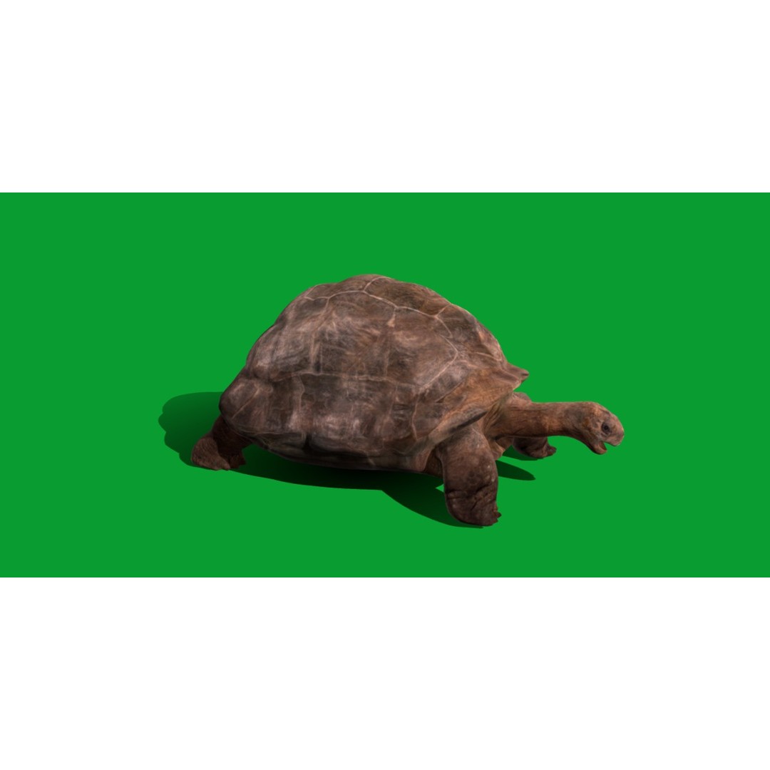 Galapagos Giant Tortoise 3D Model – Low Poly Game Ready, FBX, OBJ - View 5