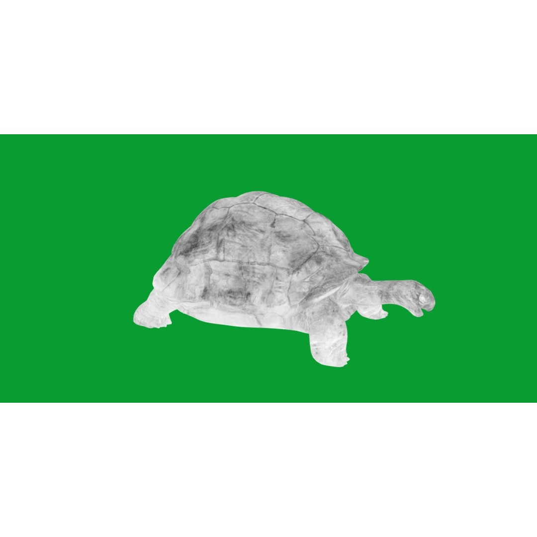 Galapagos Giant Tortoise 3D Model – Low Poly Game Ready, FBX, OBJ - View 7
