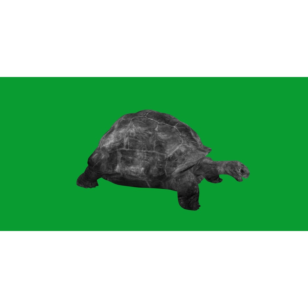 Galapagos Giant Tortoise 3D Model – Low Poly Game Ready, FBX, OBJ - View 8