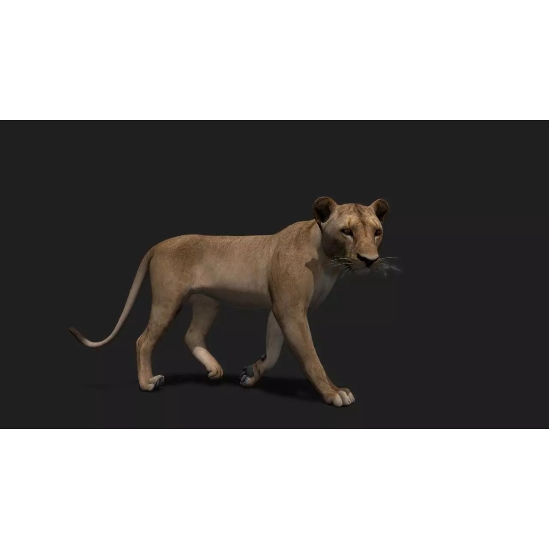 Realistic Lioness 3D Model – Low Poly Rigged Animation, FBX, Blender - View 2