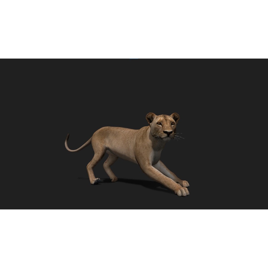 Realistic Lioness 3D Model – Low Poly Rigged Animation, FBX, Blender - View 3