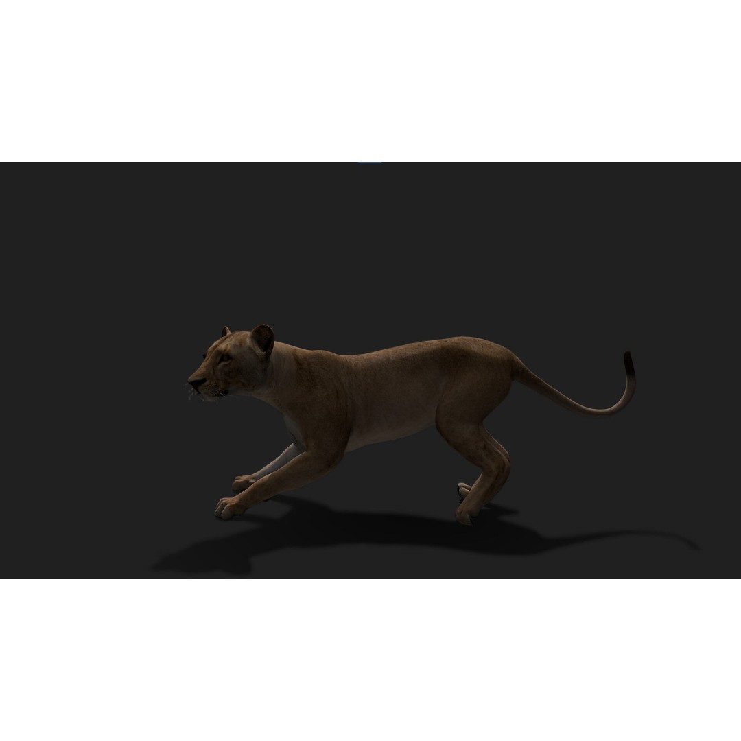 Realistic Lioness 3D Model – Low Poly Rigged Animation, FBX, Blender - View 4