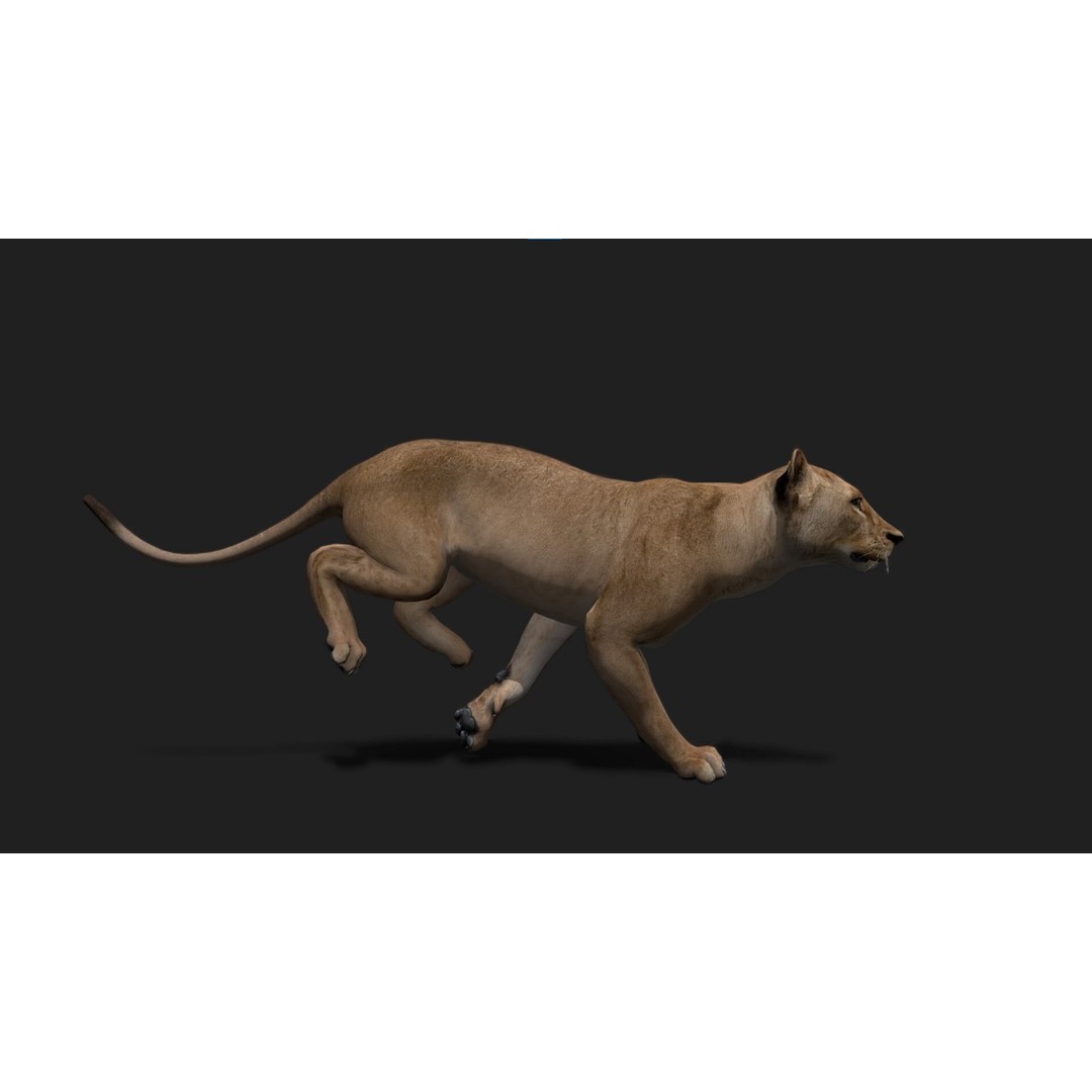 Realistic Lioness 3D Model – Low Poly Rigged Animation, FBX, Blender - View 5
