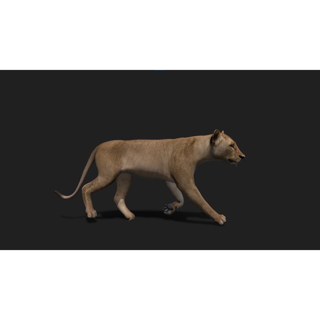Realistic Lioness 3D Model – Low Poly Rigged Animation, FBX, Blender - View 6