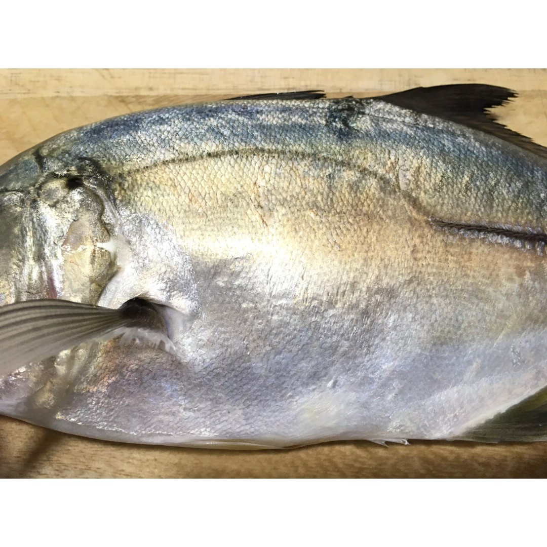 Bigeye Trevally 3D Model – Low Poly PBR Game Asset, FBX