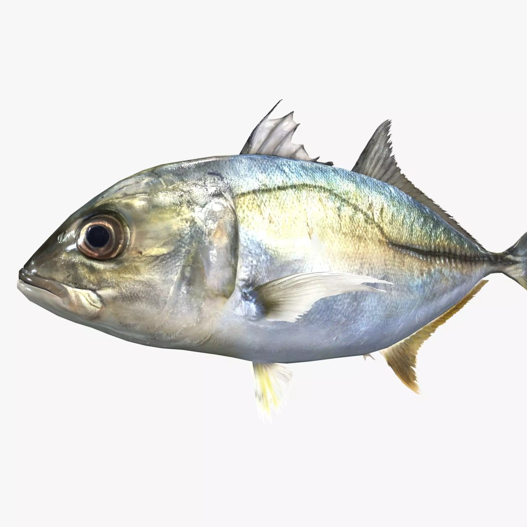 Bigeye Trevally 3D Model – Low Poly PBR Game Asset, FBX - View 2
