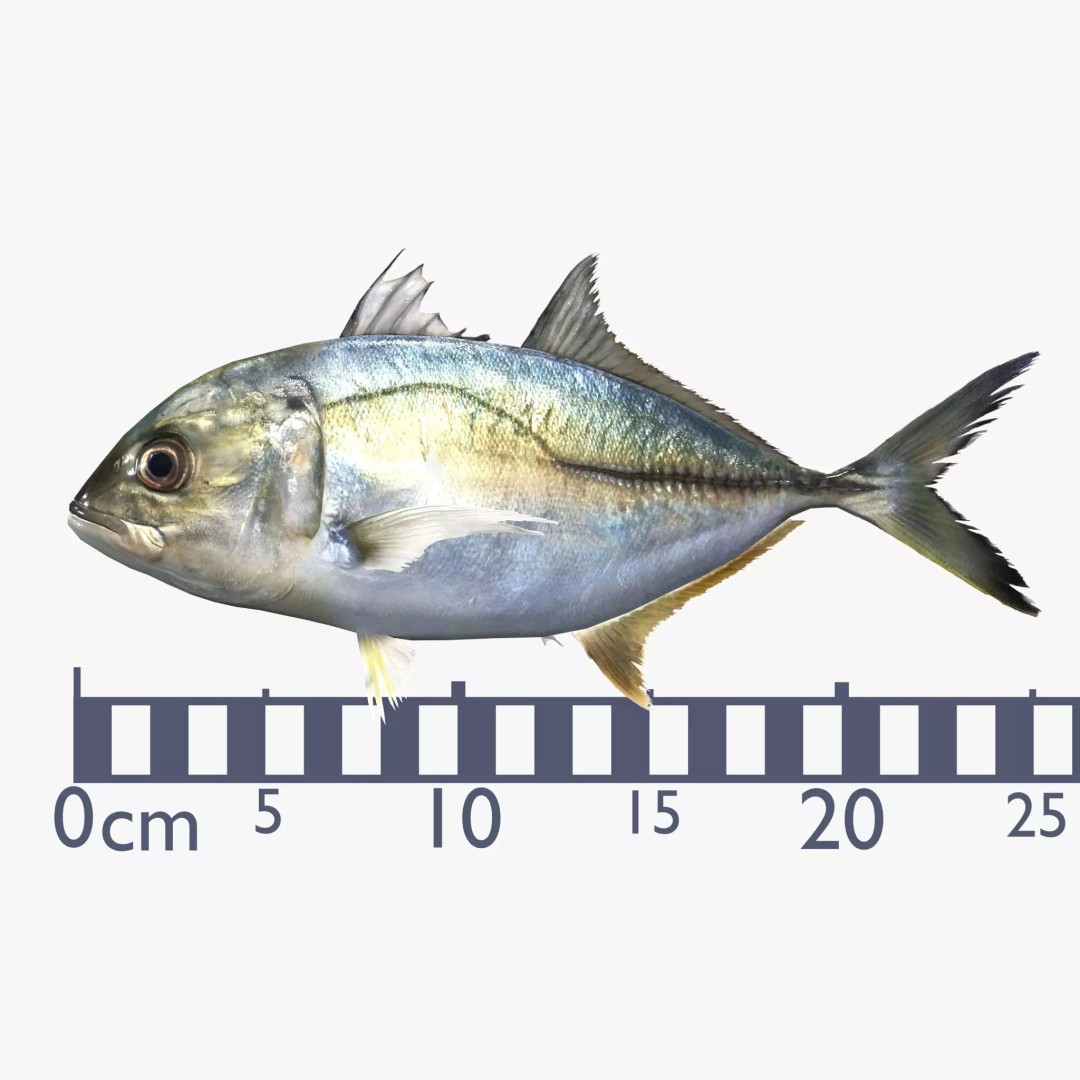 Bigeye Trevally 3D Model – Low Poly PBR Game Asset, FBX - View 3