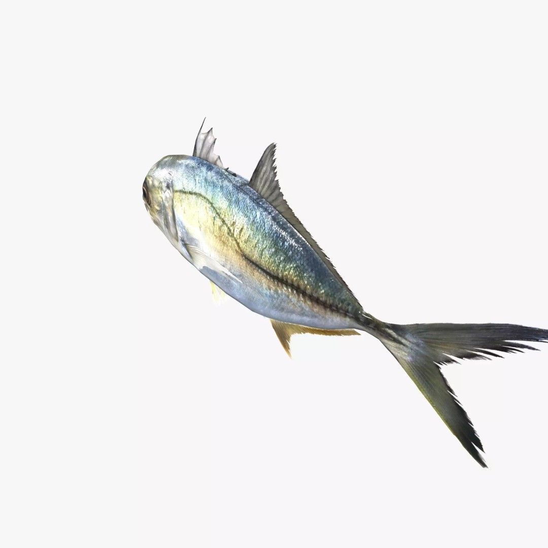 Bigeye Trevally 3D Model – Low Poly PBR Game Asset, FBX - View 4