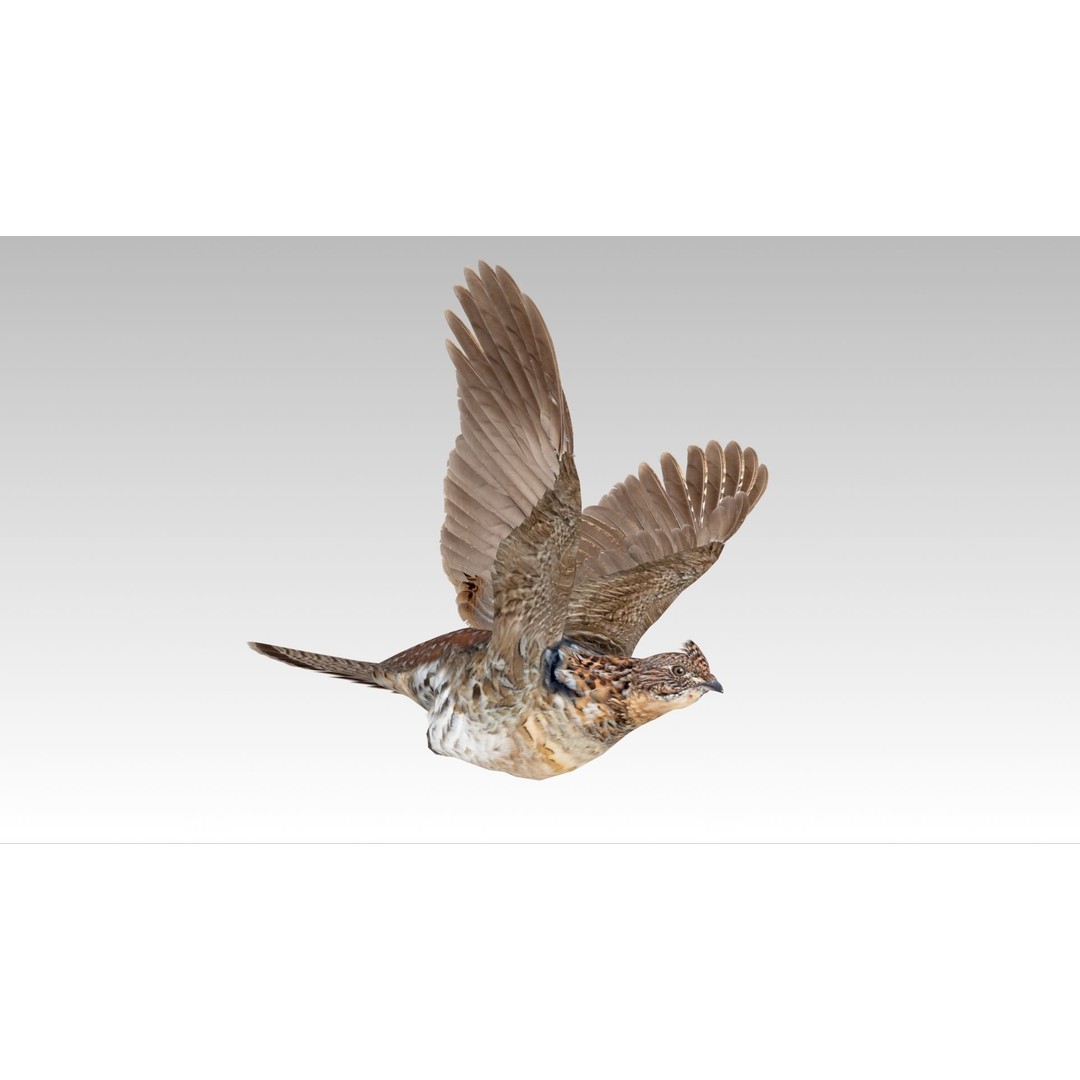 Ruffed Grouse 3D Model – Low Poly Animated Game Asset, FBX - View 10