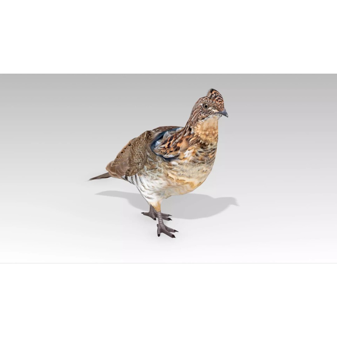 Ruffed Grouse 3D Model – Low Poly Animated Game Asset, FBX - View 2