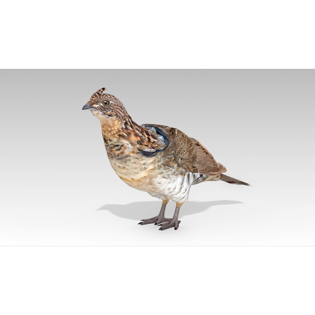 Ruffed Grouse 3D Model – Low Poly Animated Game Asset, FBX - View 3