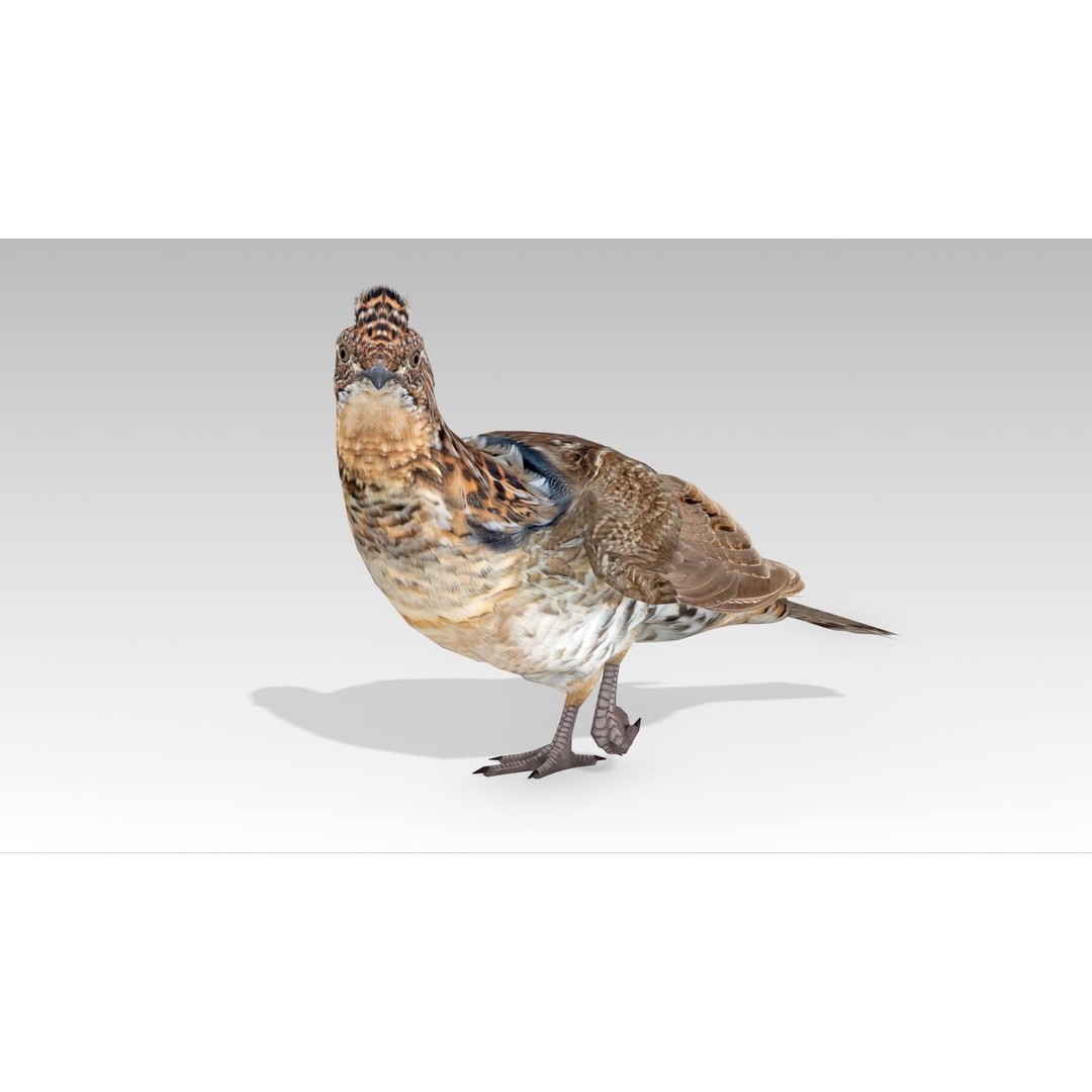 Ruffed Grouse 3D Model – Low Poly Animated Game Asset, FBX - View 4