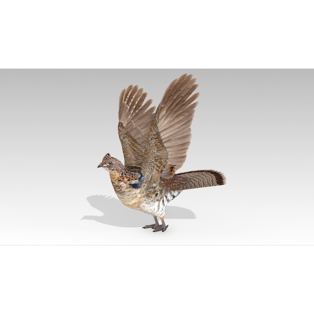 Ruffed Grouse 3D Model – Low Poly Animated Game Asset, FBX - View 5