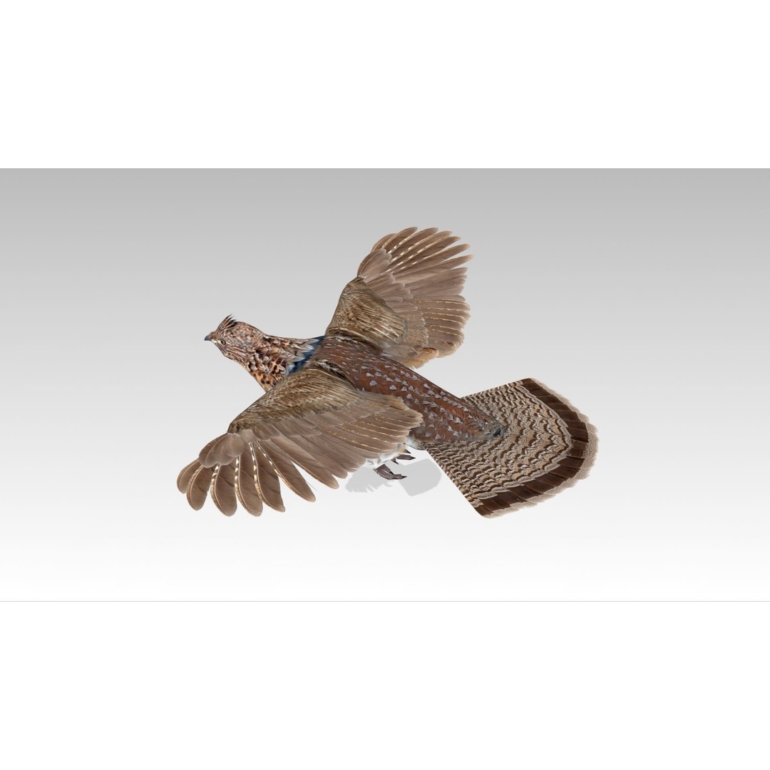 Ruffed Grouse 3D Model – Low Poly Animated Game Asset, FBX - View 6
