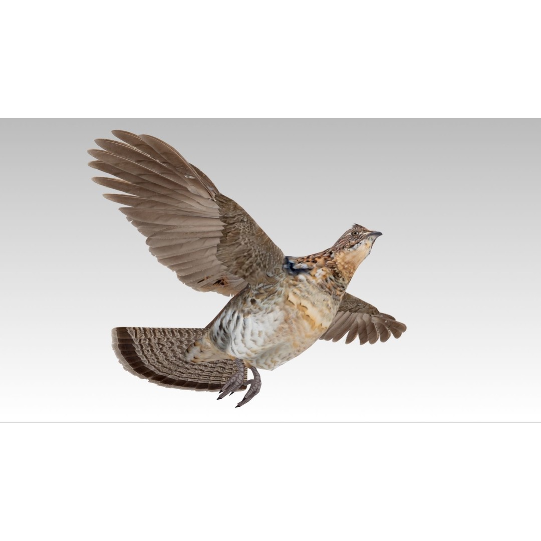 Ruffed Grouse 3D Model – Low Poly Animated Game Asset, FBX - View 7