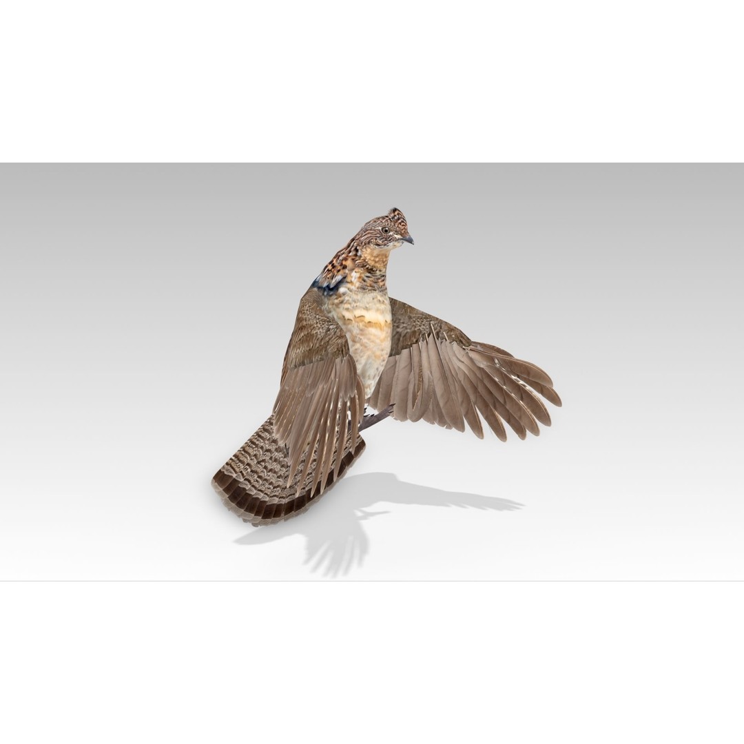 Ruffed Grouse 3D Model – Low Poly Animated Game Asset, FBX - View 8