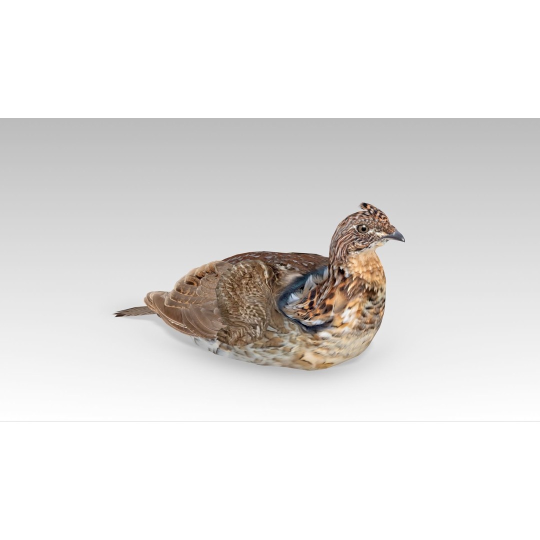 Ruffed Grouse 3D Model – Low Poly Animated Game Asset, FBX - View 9