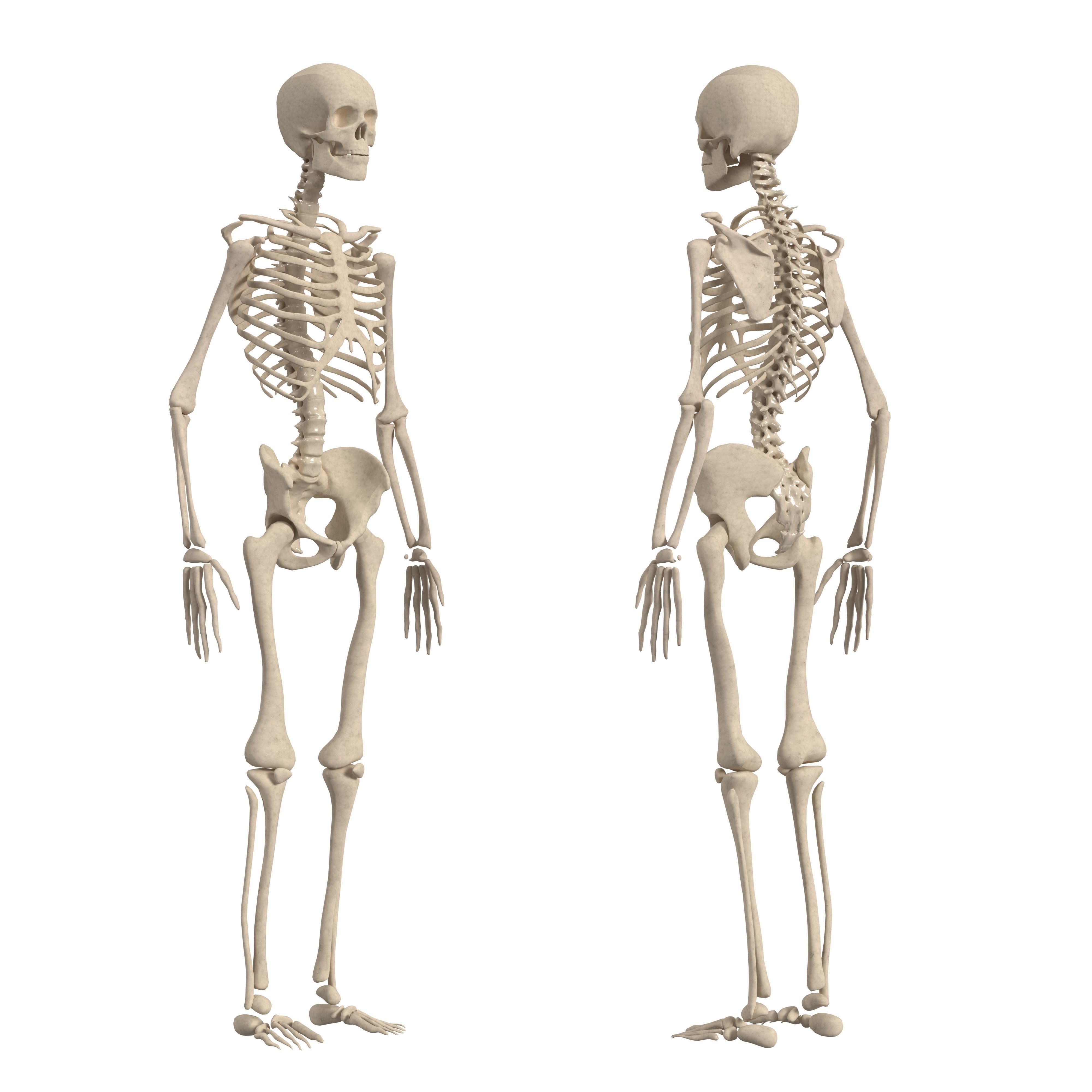 Complete Human Body Anatomy - Game-Ready 3D Model - View 10